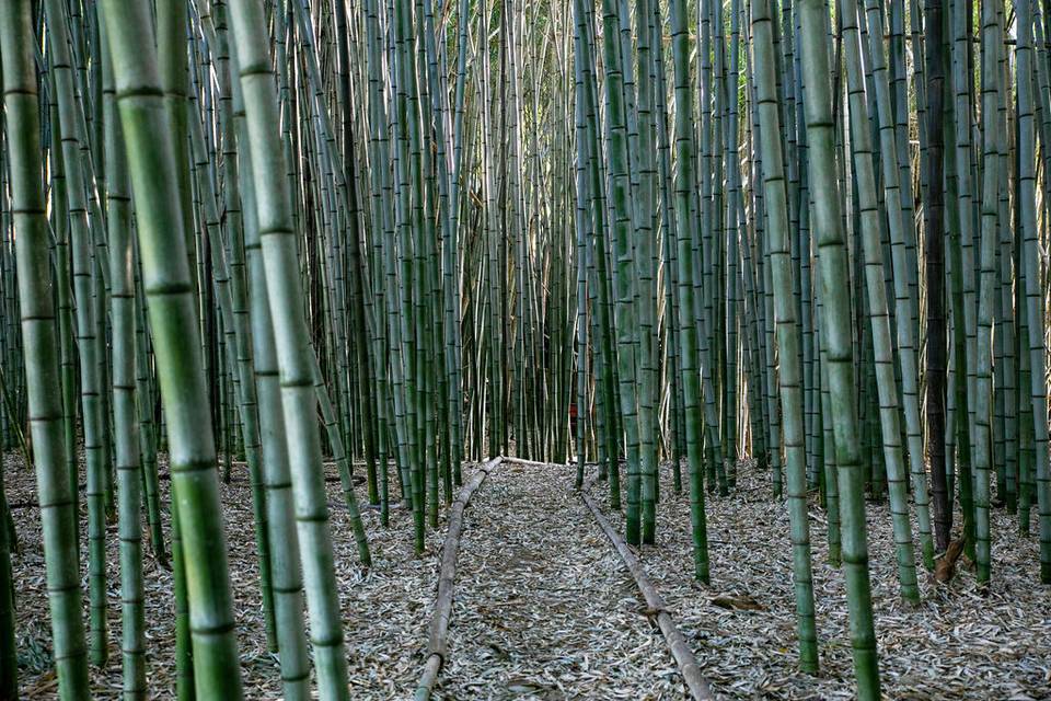 Bamboo Forest Trail