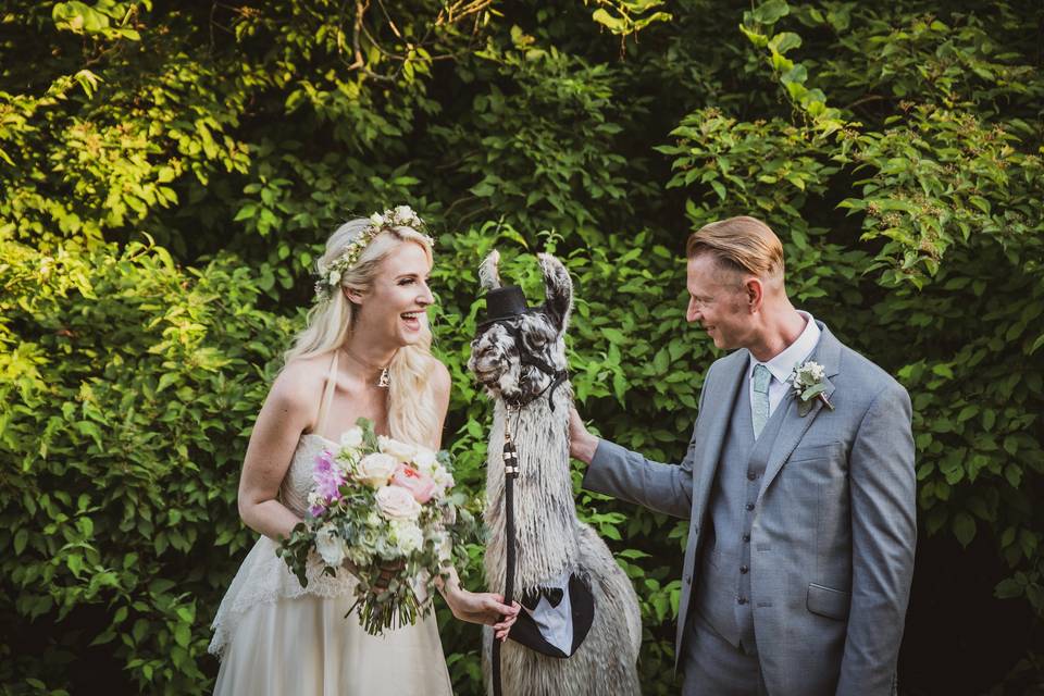 Couple with an alpaca