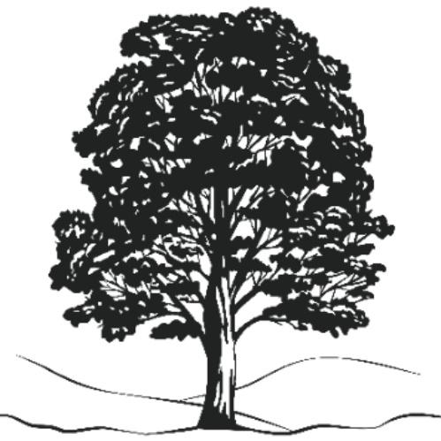 Sycamore