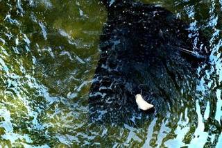 Rudy Melancon Photography