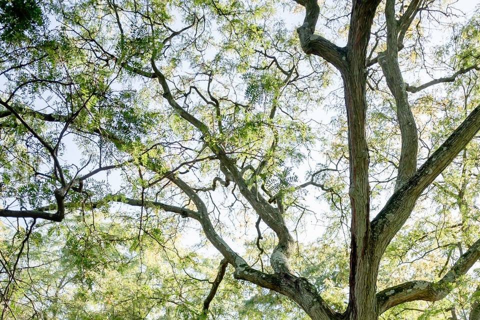 Cantigny Park