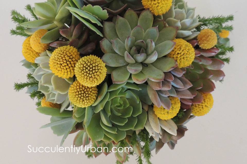 Succulently Urban