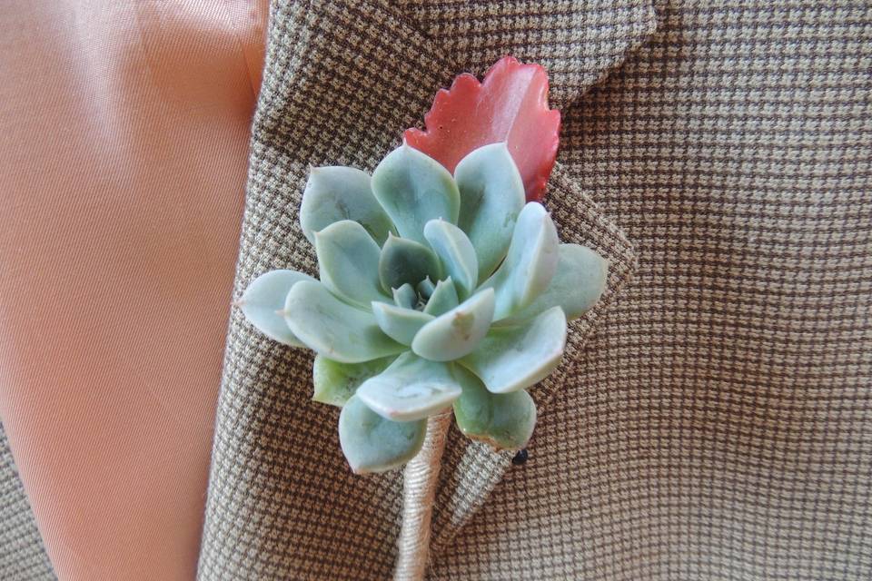 Succulently Urban