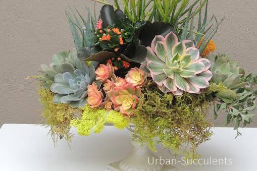 Succulently Urban