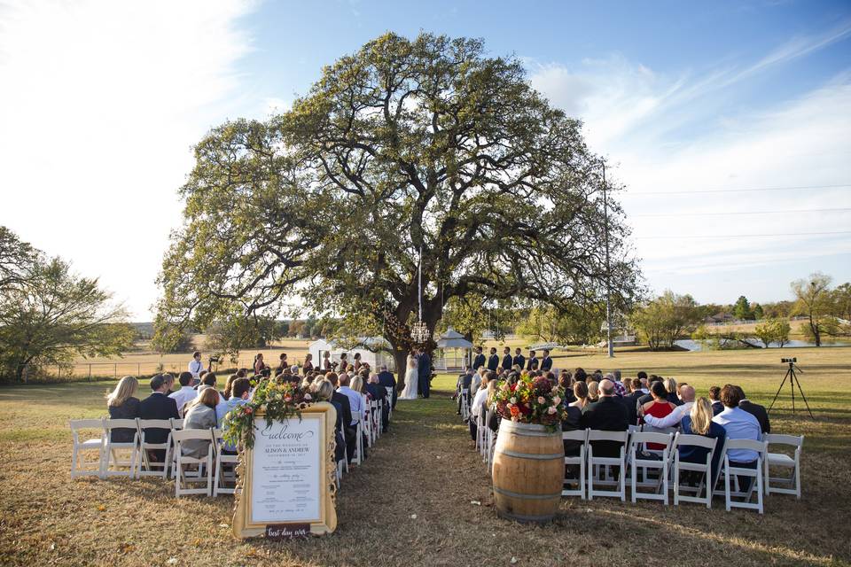 Oak Tree