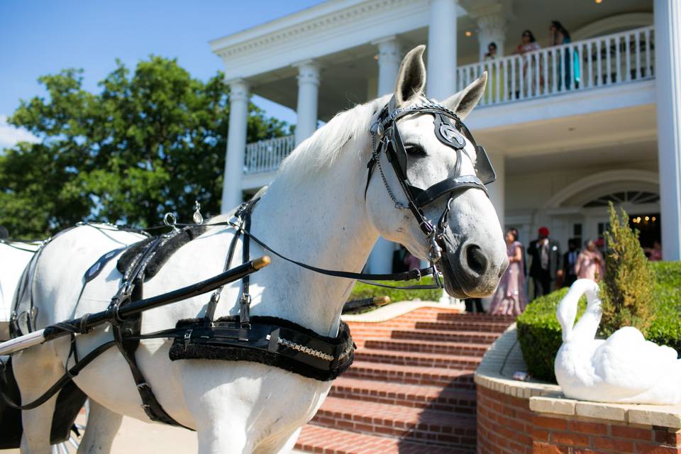 Horse drawn carriage