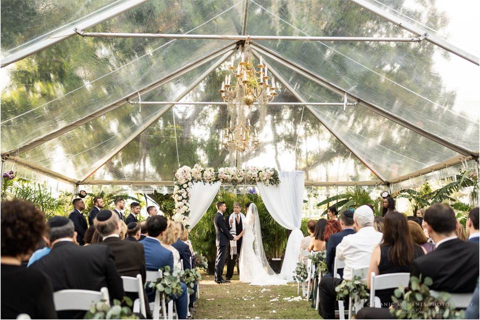 Tent by the Banyan Tree