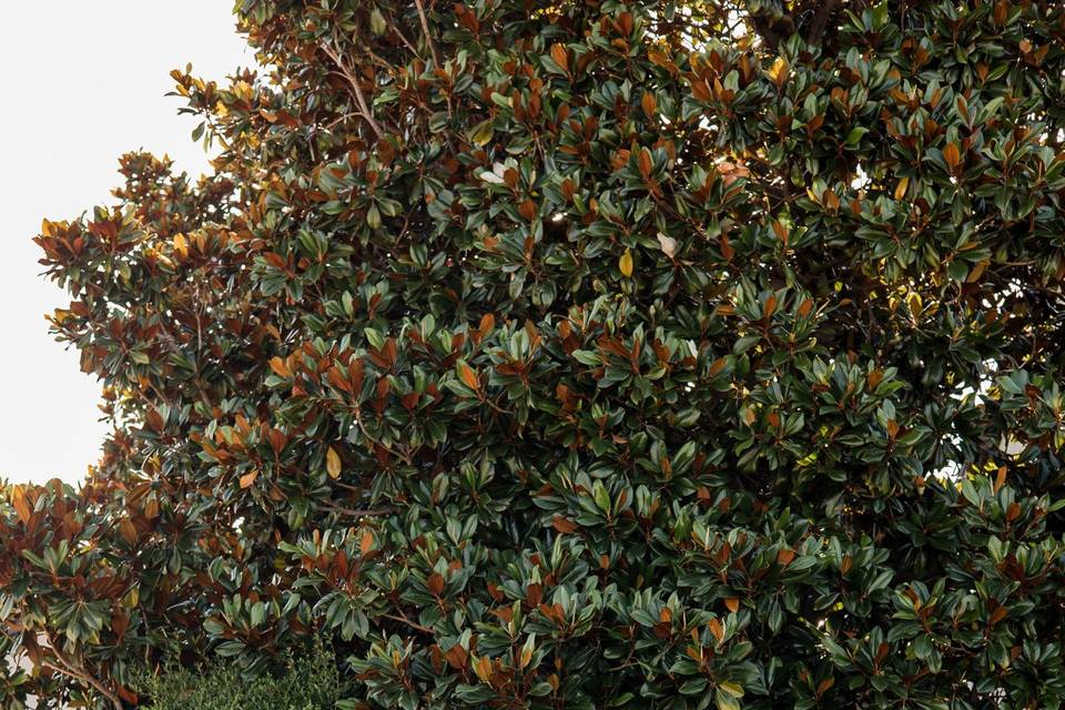 Magnolia trees
