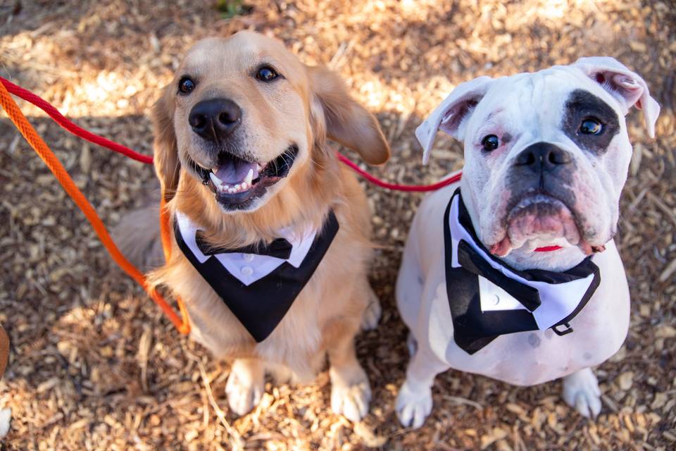 Mt Charleston Wedding