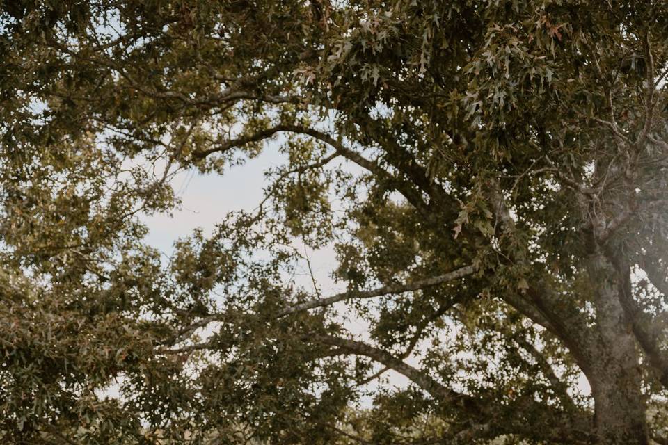 .Arch