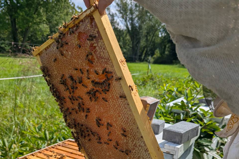 honeycomb.png