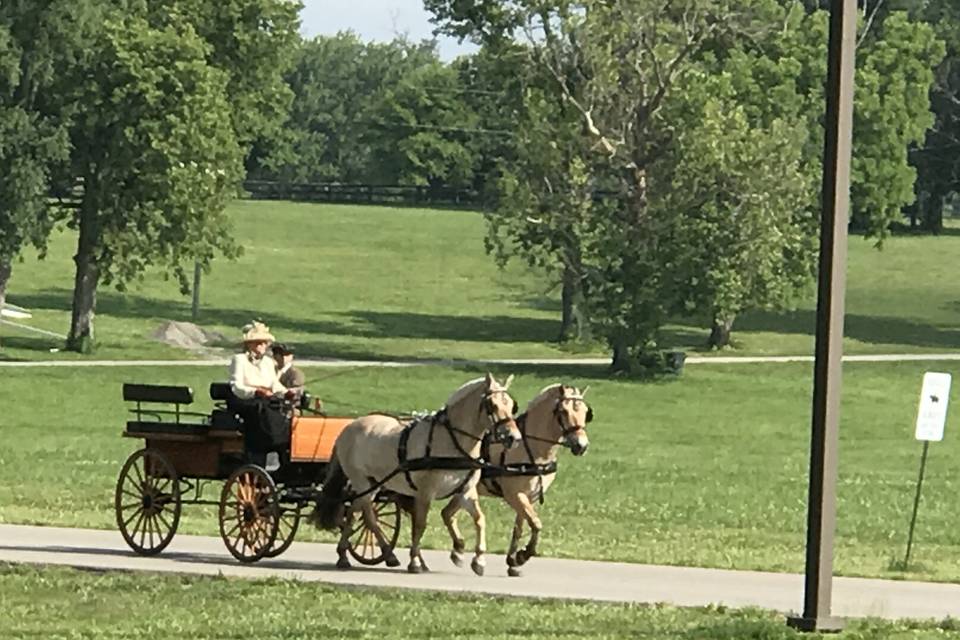 Kentucky Horse park