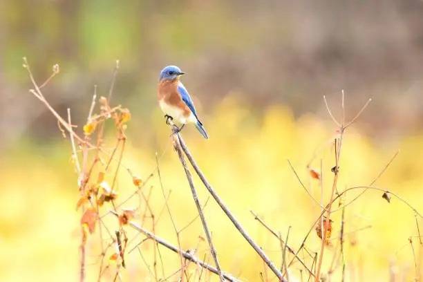 Bluebird Strings