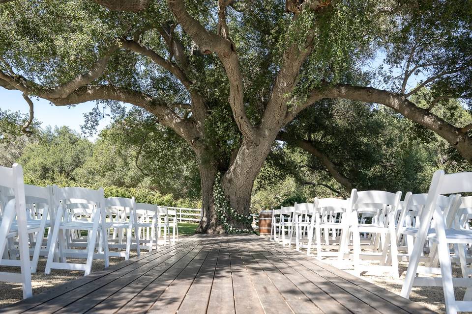500 Year Old Oak Tree