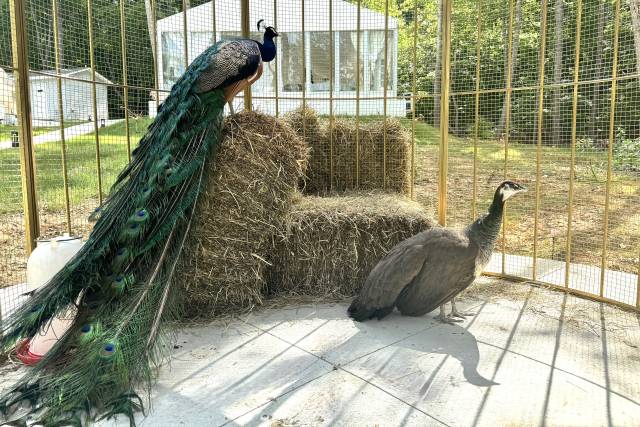 Peacock
