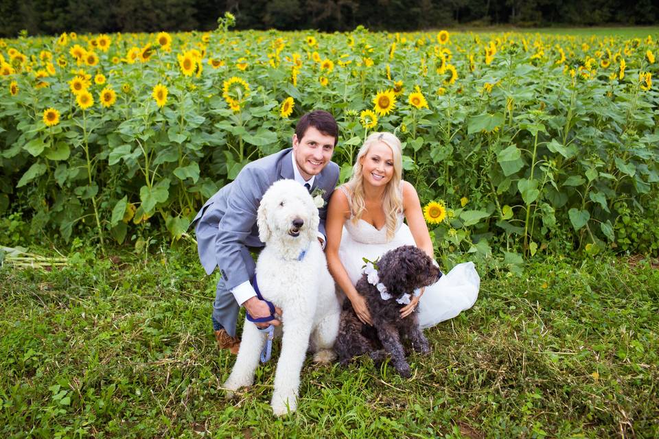 Newlyweds and their dogs by the sunflowers