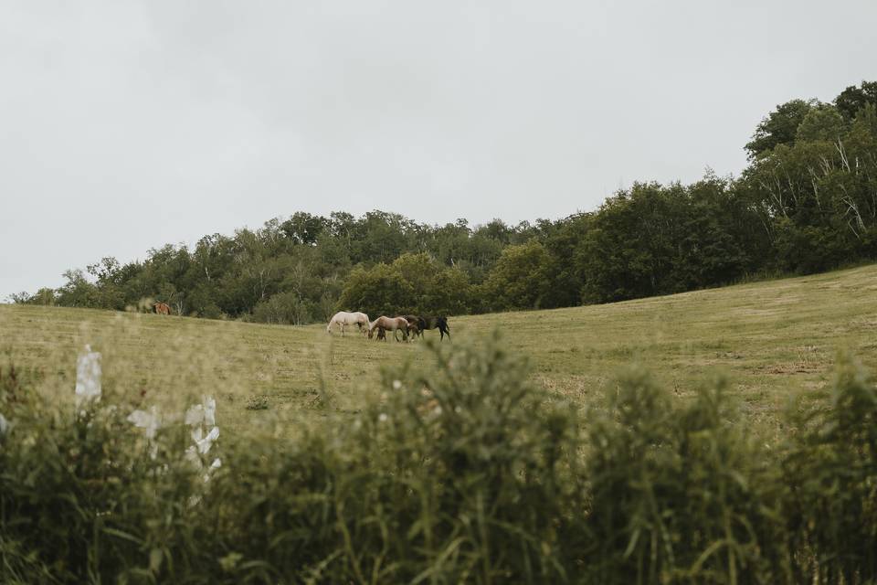 Willow brooke farm wedding