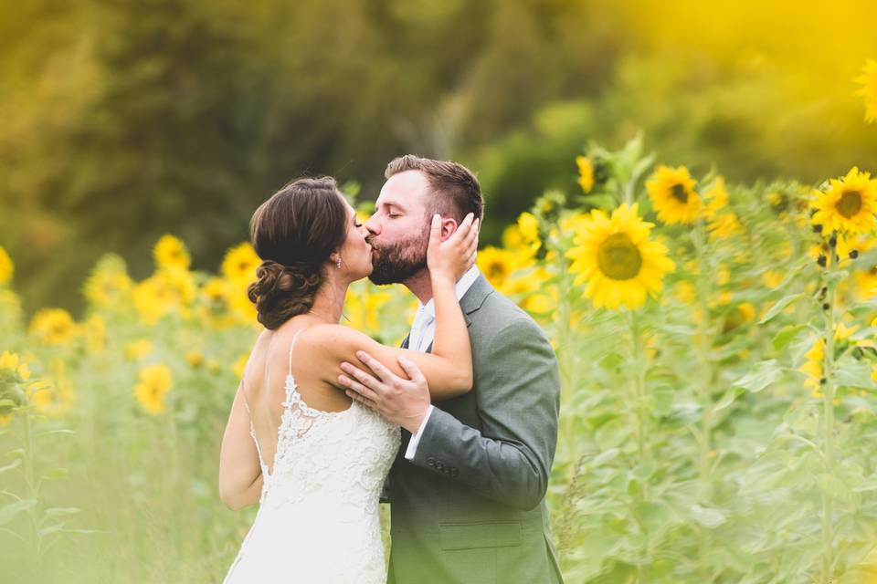 Sunflowers @ Red Barn Farm