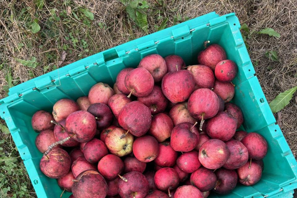 Love Apple Farm