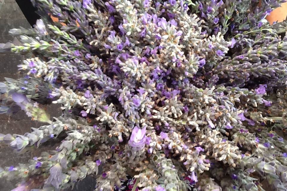 Beautiful lavender bouquet