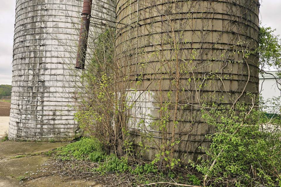Vines