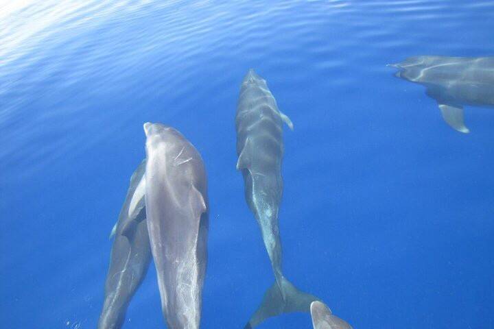 Group travel to see Dolphins at one of the many Dolphin facilities within Key Largo and Marathon.