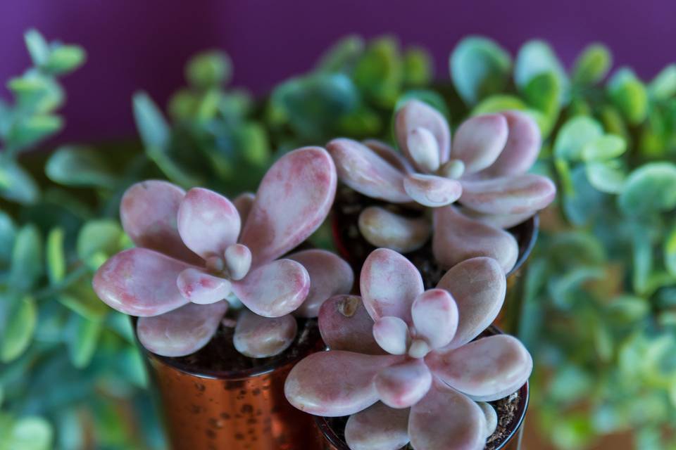 Succulents for Table Settings