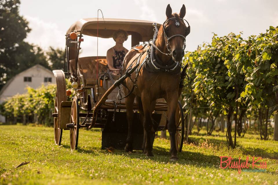 Available Carriage Rides!