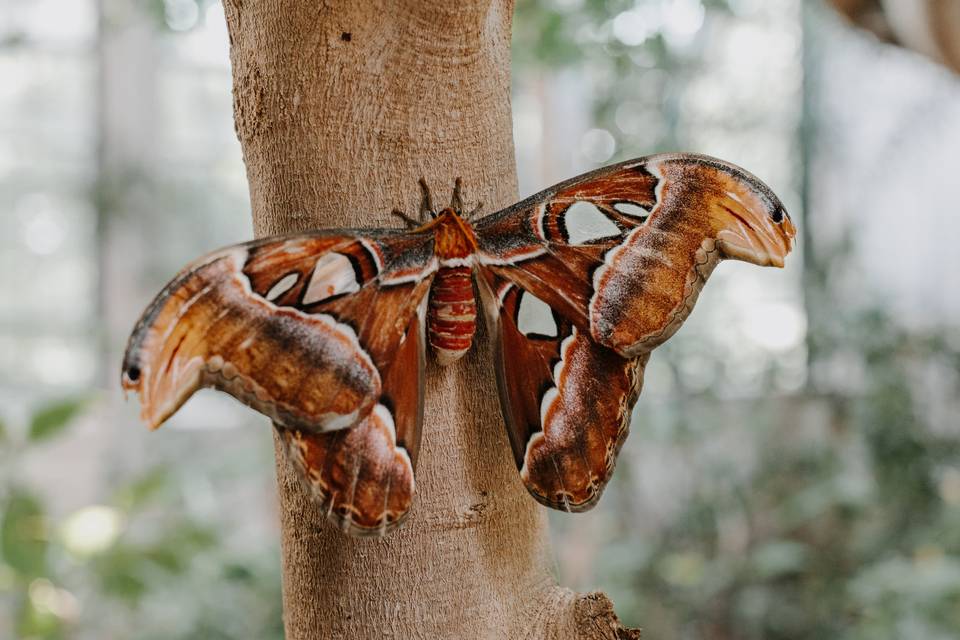 Butterfly House