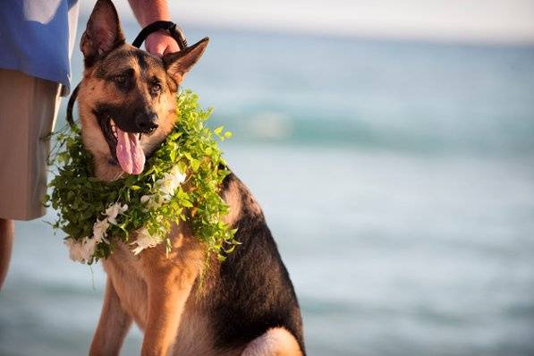 Dog at the wedding