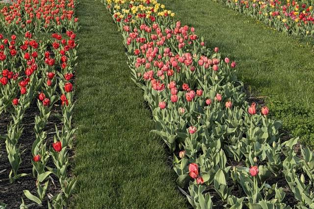 Tulip Fields