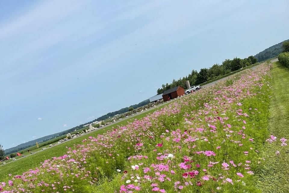 Social Island Farm