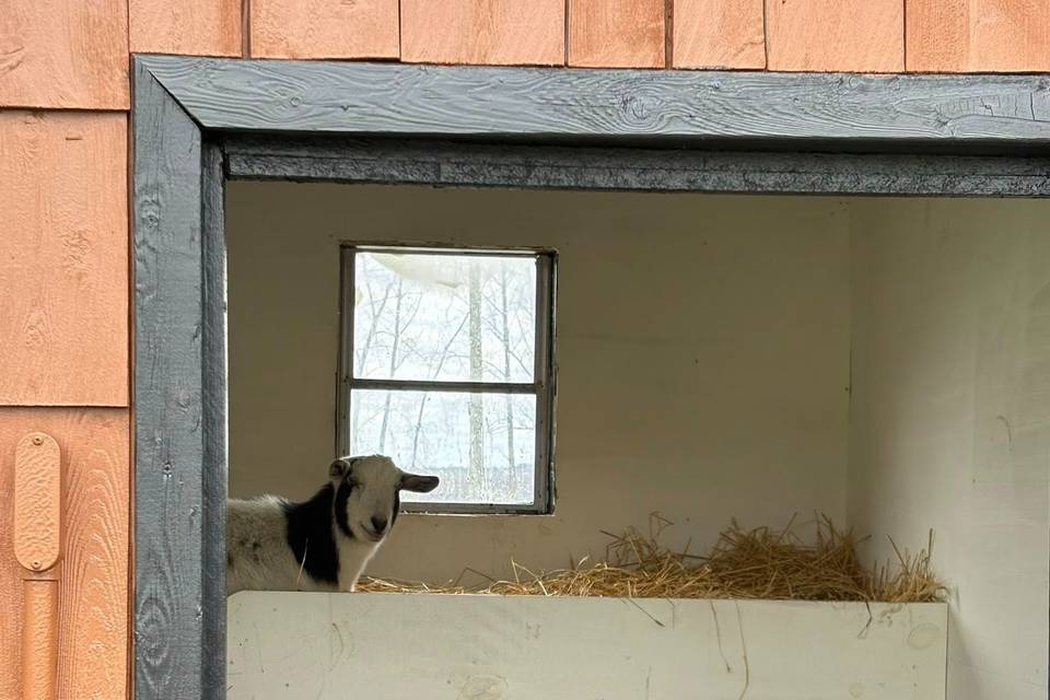 Social Island Farm