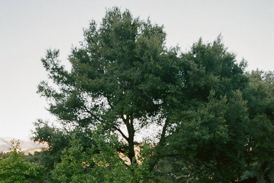 Stonepine Estate