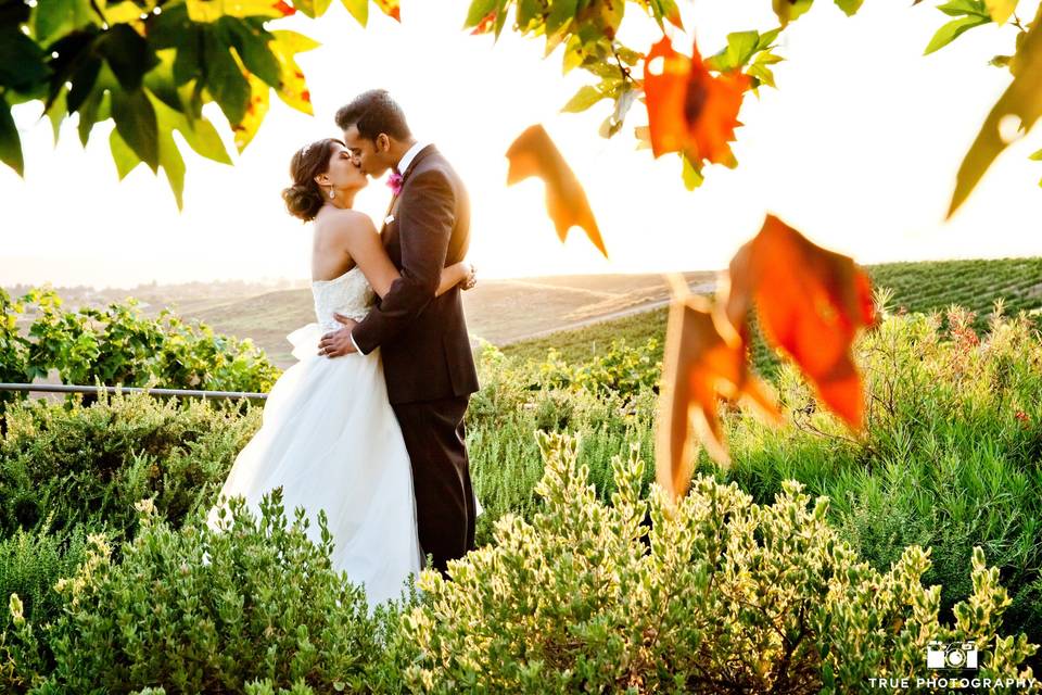 Vineyard Sunset