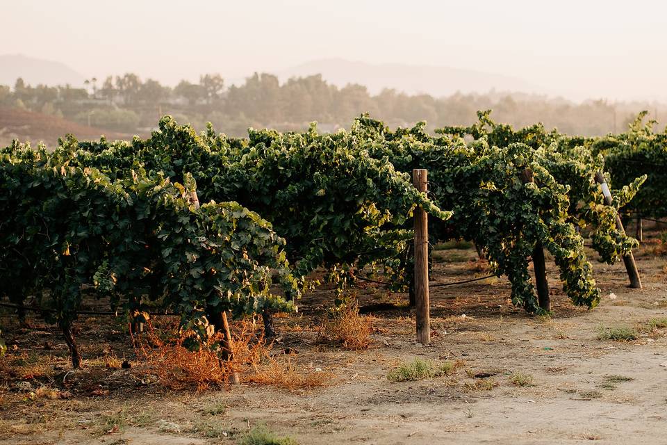 October Vines