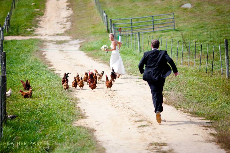 Wedding on Martha's Vineyard at the Allen Farm Sheep & Wool Company - a bride is chased unexpectedly by a flock of chickens as the groom tries to rescue her.
