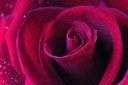 Bucks County Roses