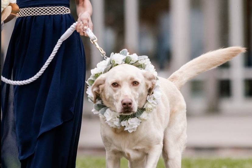 Dog lending a paw at the wedding