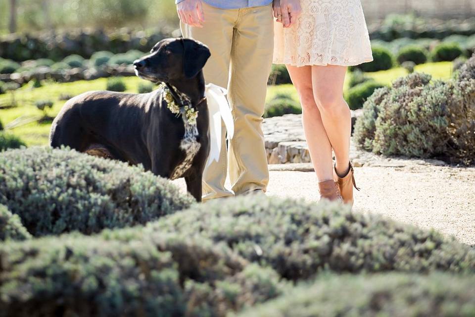 Engagement session with pet!