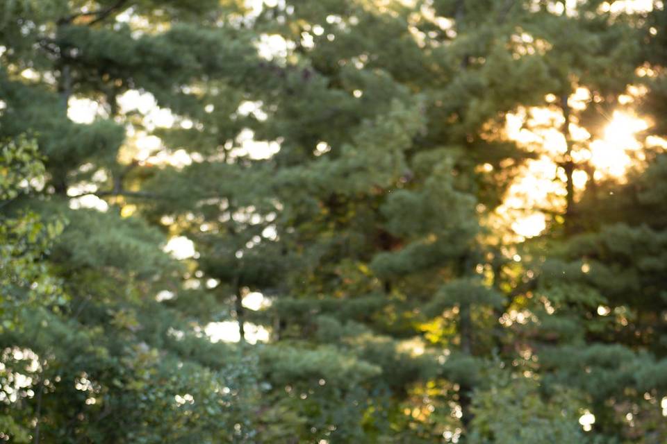 Park Engagement Portraits