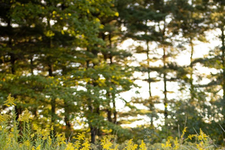 Park Engagement Portraits