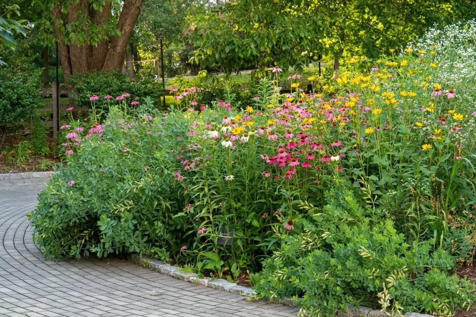 Native plant garden