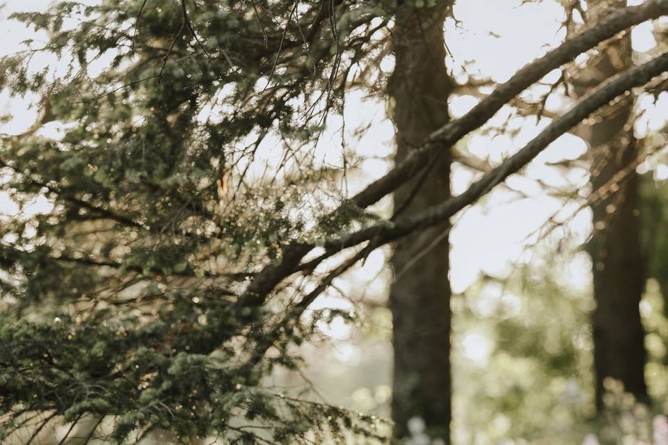 Fern + Oak Photography