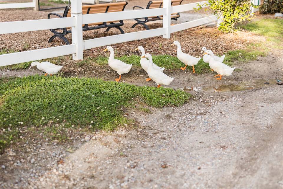 Let us get your Ducks in a row