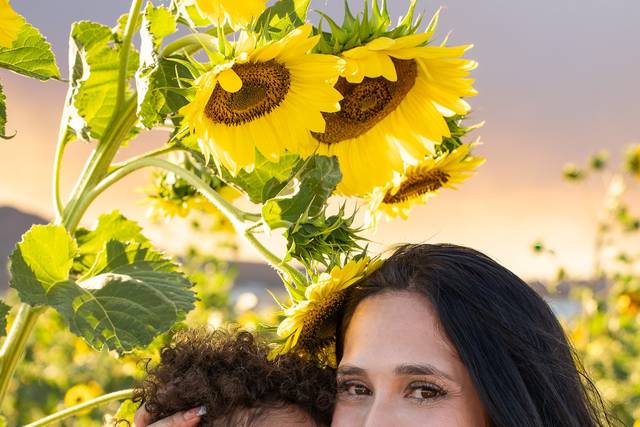 The Sunflowers
