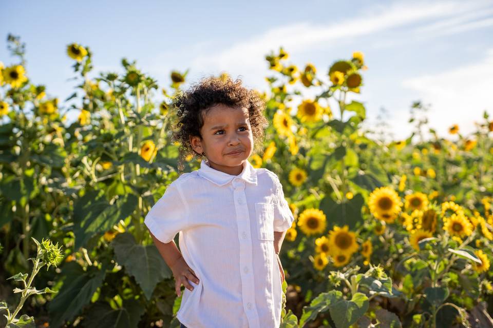 The Sunflowers