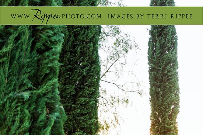 Rippee Photography