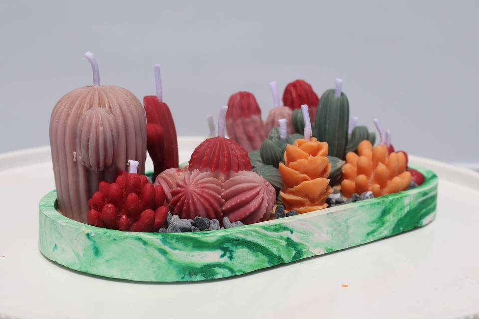 Succulent