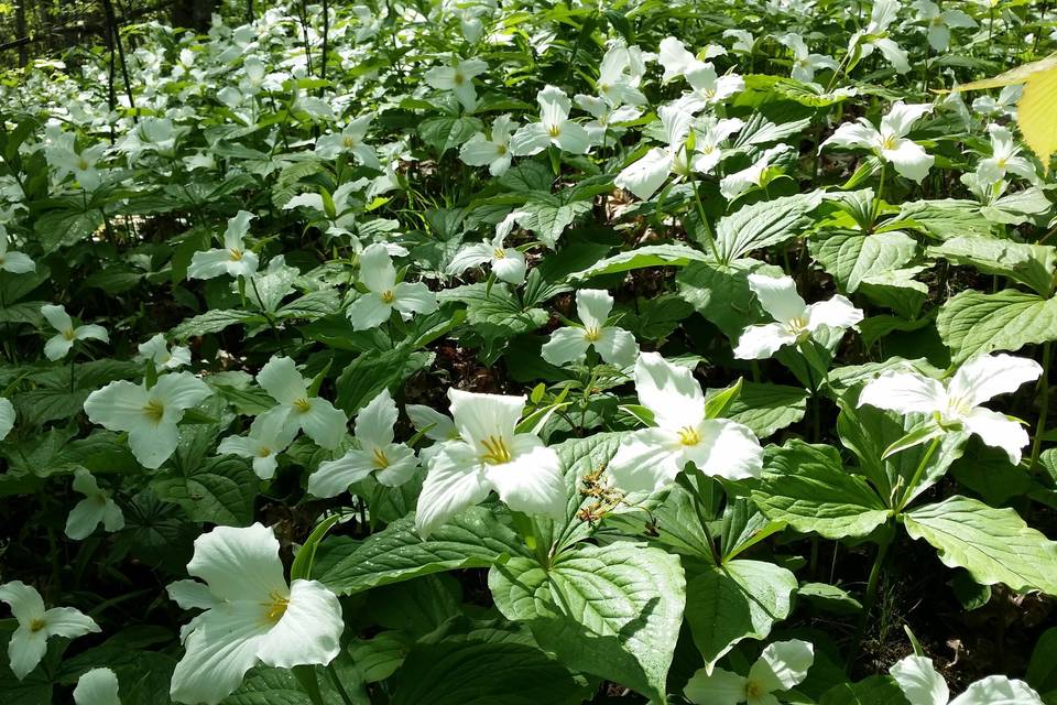 Trillium blanket the woods in late May